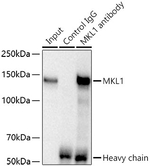 MKL1 Antibody in Immunoprecipitation (IP)