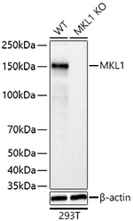 MKL1 Antibody in Western Blot (WB)