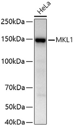MKL1 Antibody in Western Blot (WB)