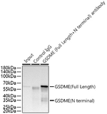 DFNA5 Antibody in Immunoprecipitation (IP)