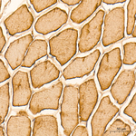 Creatine Kinase MB Antibody in Immunohistochemistry (Paraffin) (IHC (P))