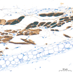 Creatine Kinase MB Antibody in Immunohistochemistry (Paraffin) (IHC (P))