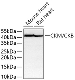 Creatine Kinase MB Antibody in Western Blot (WB)
