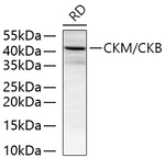 Creatine Kinase MB Antibody in Western Blot (WB)