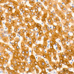 Apolipoprotein M Antibody in Immunohistochemistry (Paraffin) (IHC (P))