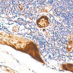 Apolipoprotein M Antibody in Immunohistochemistry (Paraffin) (IHC (P))