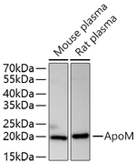 Apolipoprotein M Antibody in Western Blot (WB)
