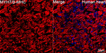 MYH7 Antibody in Immunohistochemistry (Paraffin) (IHC (P))