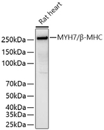 MYH7 Antibody in Western Blot (WB)
