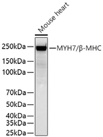 MYH7 Antibody in Western Blot (WB)