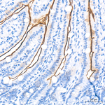 SGLT1 Antibody in Immunohistochemistry (Paraffin) (IHC (P))