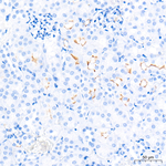 SGLT1 Antibody in Immunohistochemistry (Paraffin) (IHC (P))
