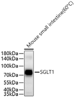 SGLT1 Antibody in Western Blot (WB)