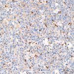 FOXO3A Antibody in Immunohistochemistry (Paraffin) (IHC (P))