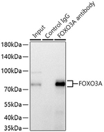 FOXO3A Antibody in Immunoprecipitation (IP)