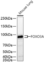 FOXO3A Antibody in Western Blot (WB)