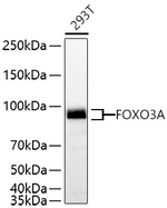 FOXO3A Antibody in Western Blot (WB)