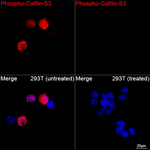 Phospho-Cofilin (Ser3) Antibody in Immunocytochemistry (ICC/IF)