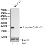 Phospho-Cofilin (Ser3) Antibody in Western Blot (WB)