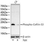 Phospho-Cofilin (Ser3) Antibody in Western Blot (WB)