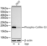 Phospho-Cofilin (Ser3) Antibody in Western Blot (WB)