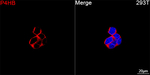 PDI Antibody in Immunocytochemistry (ICC/IF)