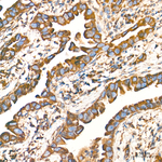 PDI Antibody in Immunohistochemistry (Paraffin) (IHC (P))