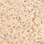 PDI Antibody in Immunohistochemistry (Paraffin) (IHC (P))