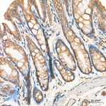 PDI Antibody in Immunohistochemistry (Paraffin) (IHC (P))