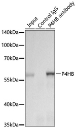 PDI Antibody in Immunoprecipitation (IP)