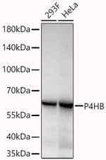 PDI Antibody in Western Blot (WB)