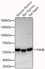 PDI Antibody in Western Blot (WB)