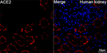 ACE2 Antibody in Immunohistochemistry (Paraffin) (IHC (P))