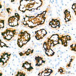 ACE2 Antibody in Immunohistochemistry (Paraffin) (IHC (P))
