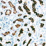 ACE2 Antibody in Immunohistochemistry (Paraffin) (IHC (P))