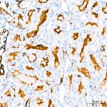 ACE2 Antibody in Immunohistochemistry (Paraffin) (IHC (P))