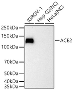 ACE2 Antibody in Western Blot (WB)