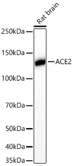 ACE2 Antibody in Western Blot (WB)