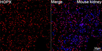 HOPX Antibody in Immunohistochemistry (Paraffin) (IHC (P))
