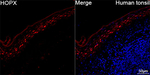 HOPX Recombinant Rabbit Monoclonal Antibody (1H8W2)