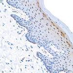 HOPX Antibody in Immunohistochemistry (Paraffin) (IHC (P))