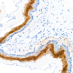 HOPX Antibody in Immunohistochemistry (Paraffin) (IHC (P))