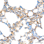 HOPX Antibody in Immunohistochemistry (Paraffin) (IHC (P))