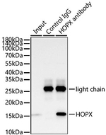 HOPX Antibody in Immunoprecipitation (IP)