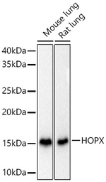 HOPX Antibody in Western Blot (WB)