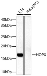 HOPX Antibody in Western Blot (WB)