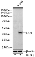 IDO1 Antibody in Western Blot (WB)