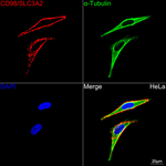 CD98 Antibody in Immunocytochemistry (ICC/IF)