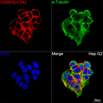 CD98 Recombinant Rabbit Monoclonal Antibody (4F4K4)
