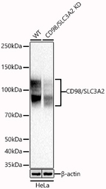 CD98 Antibody in Western Blot (WB)